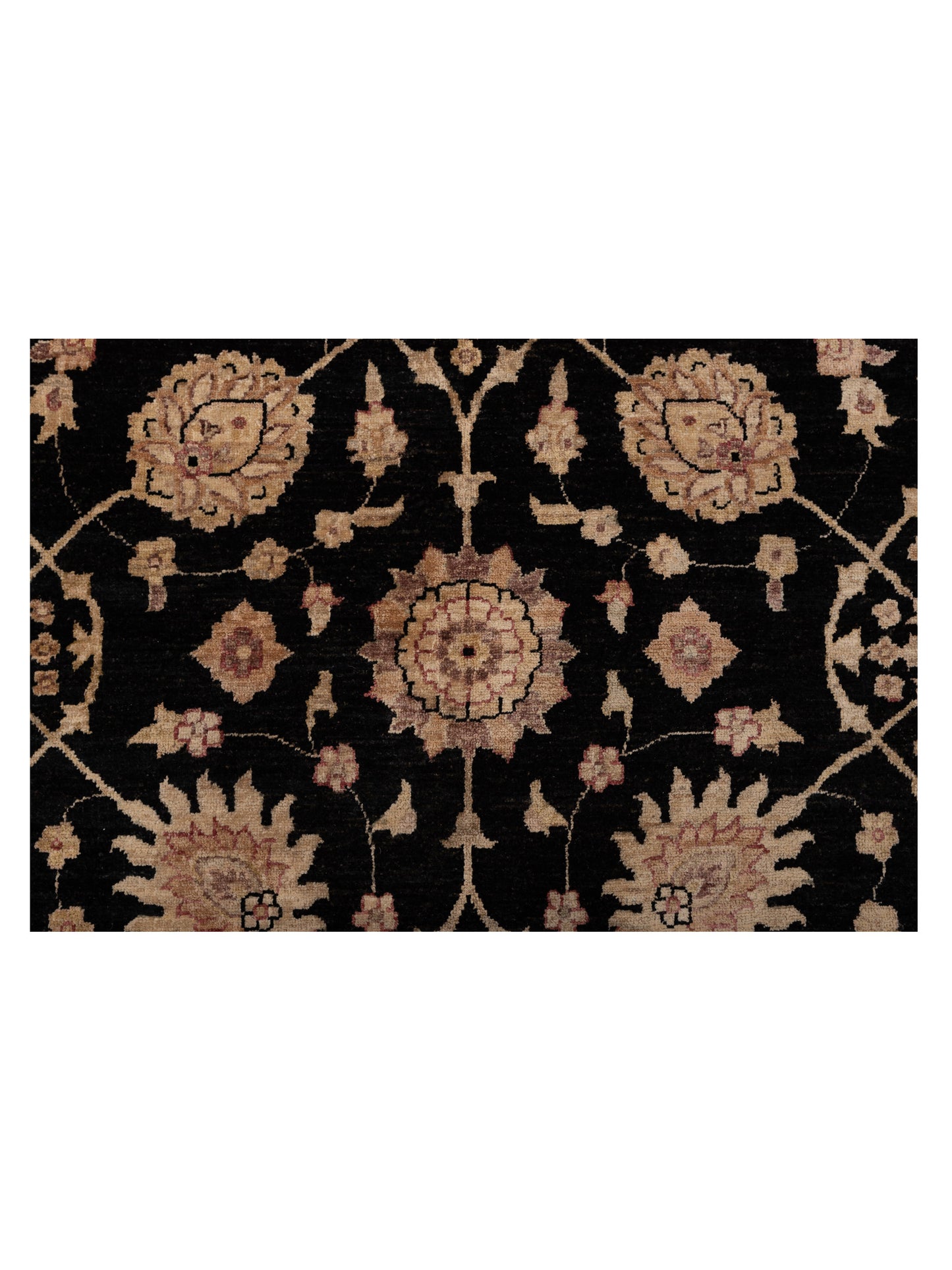 Pasha Sultan 113001 Black Ivory Traditional Hand Knotted Rug